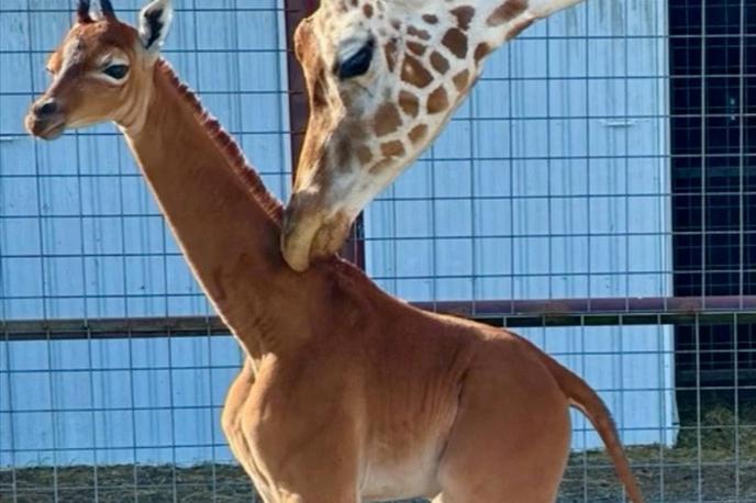 Žirafa brez lis | Foto Reuters