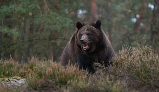 Tako je rjavi medved norel po ulicah in napadel pet ljudi #video