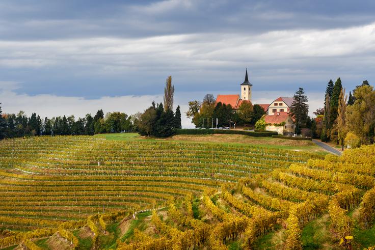 Jeruzalem, vinogradi | Foto: Shutterstock