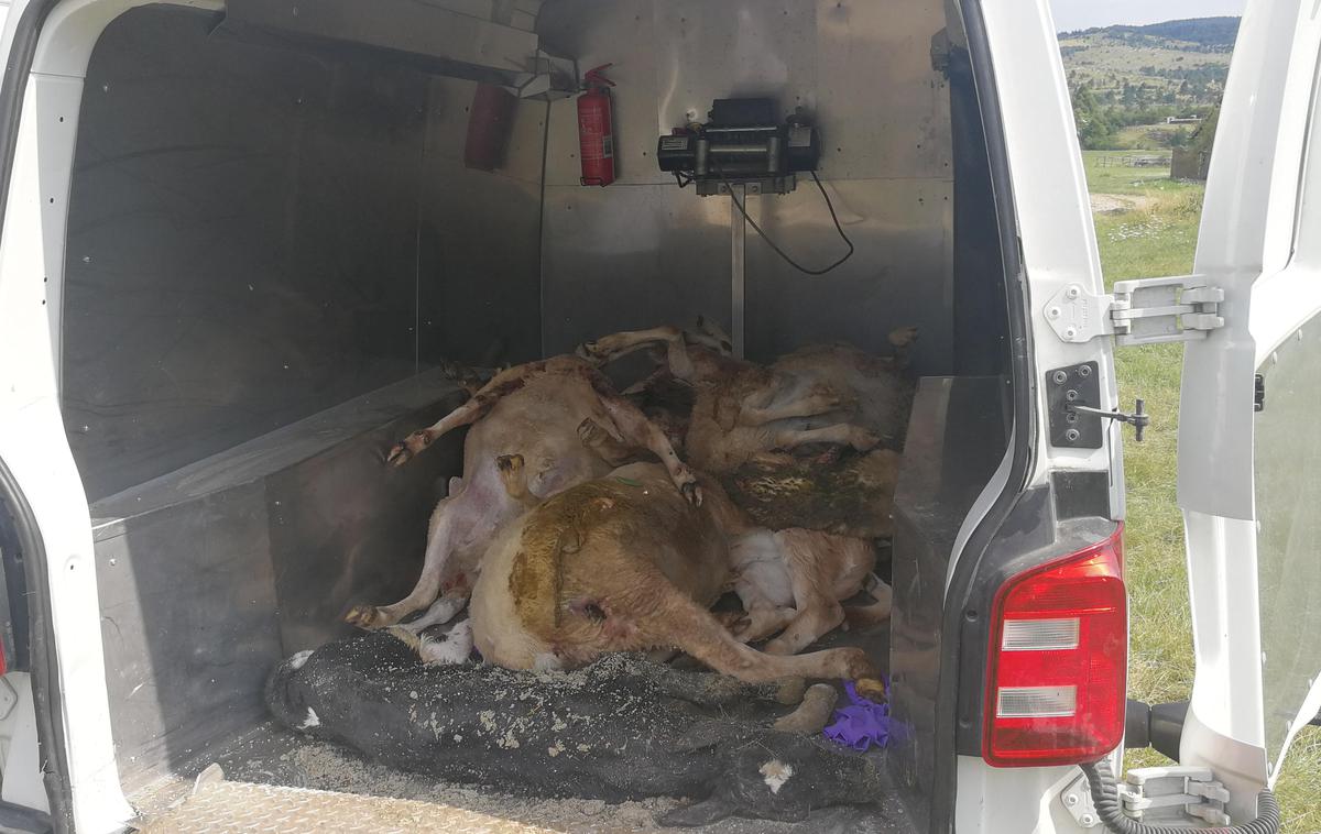 Pokol ovac, Jurišče pri Pivki | Gre za približno 70 napadenih živali, in sicer gojene divjadi ter drobnice. | Foto Vitomir Petrović