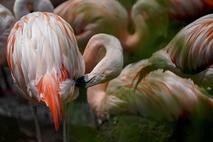 flamingo, plamenec