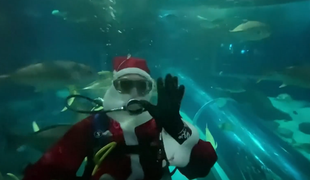 Namesto jelenčkov so Božičkom družbo delali morski psi #video