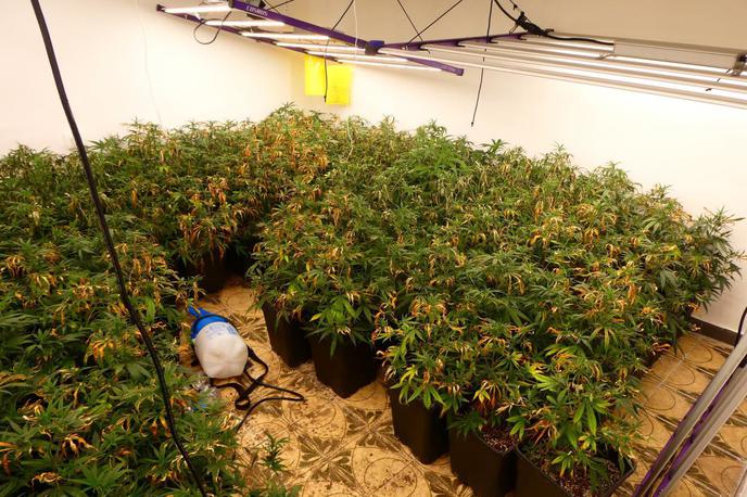 droga, Maribor, hišna preiskava | Hišna preiskava je razkrila, kaj je počel 21-letnik.  | Foto PU Maribor