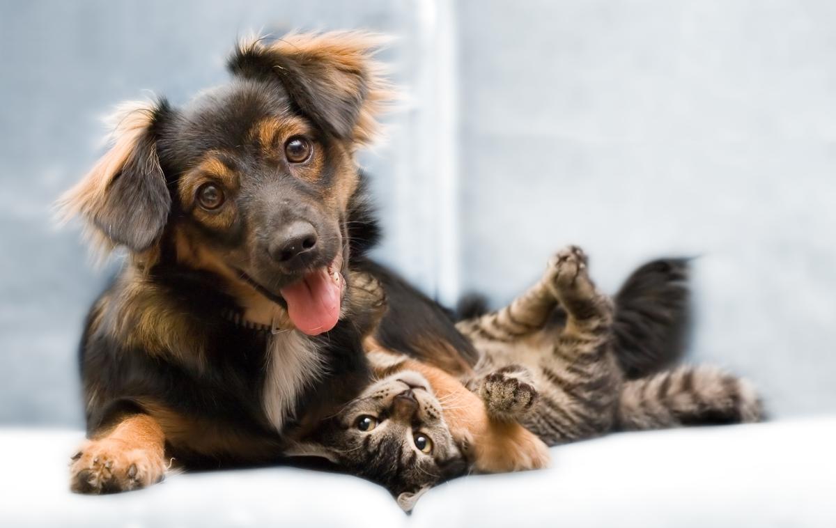 pes, kuža, maček, muc, hišni ljubljenček | Foto Shutterstock