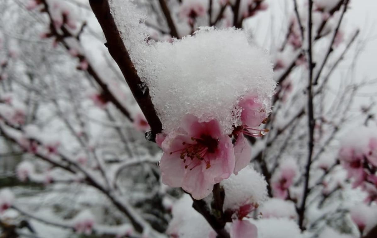 Vreme sneg | Pomladne cvetlice je prekril sneg. | Foto Facebook/ Vreme 24/7
