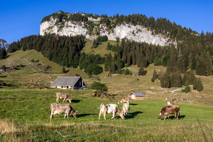 Planina Bommen, ki jo dosežemo v približno eni uri. | Foto: Matej Podgoršek