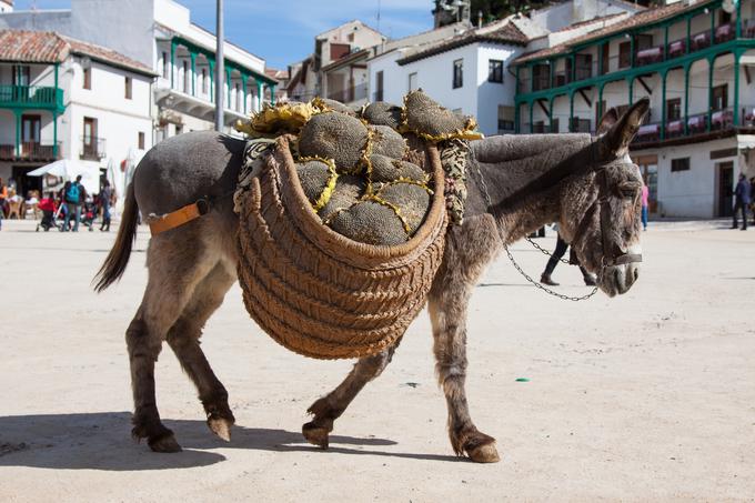 Kadar ne nosijo turistov, morajo prenašati druga (pre)težka bremena. | Foto: Thinkstock