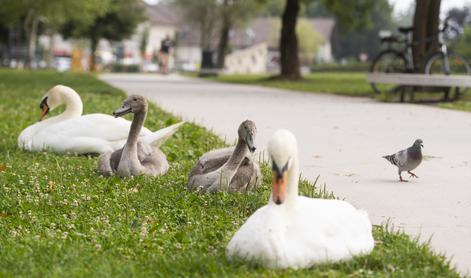 Na Koseškem bajerju obročkali labodje mladiče #foto