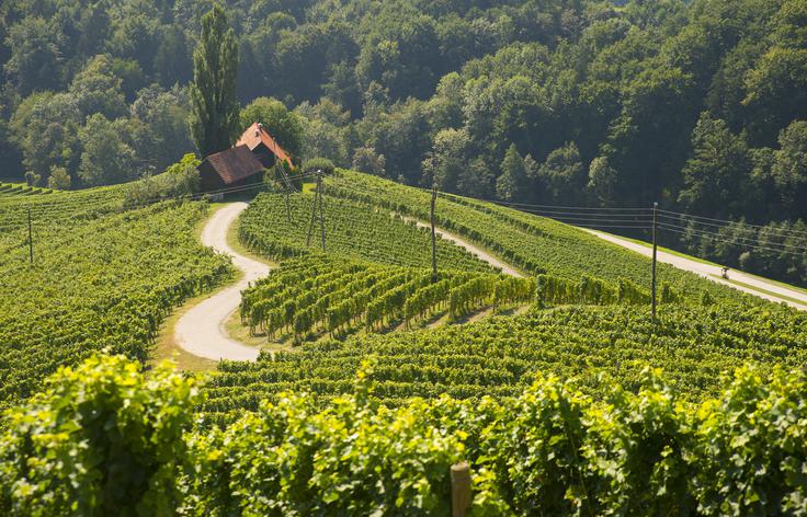 Srce med vinogradi | Foto: Shutterstock