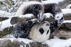 FOTO: Prvi sneg za dunajsko pando Fu Hu