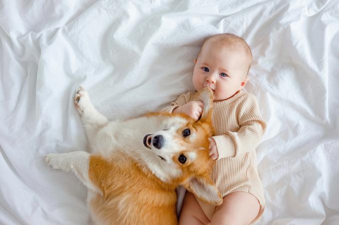 Hišni ljubljenčki, pes | Foto: Shutterstock