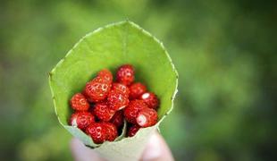 Gozdne jagode – mini posladki s sprehoda
