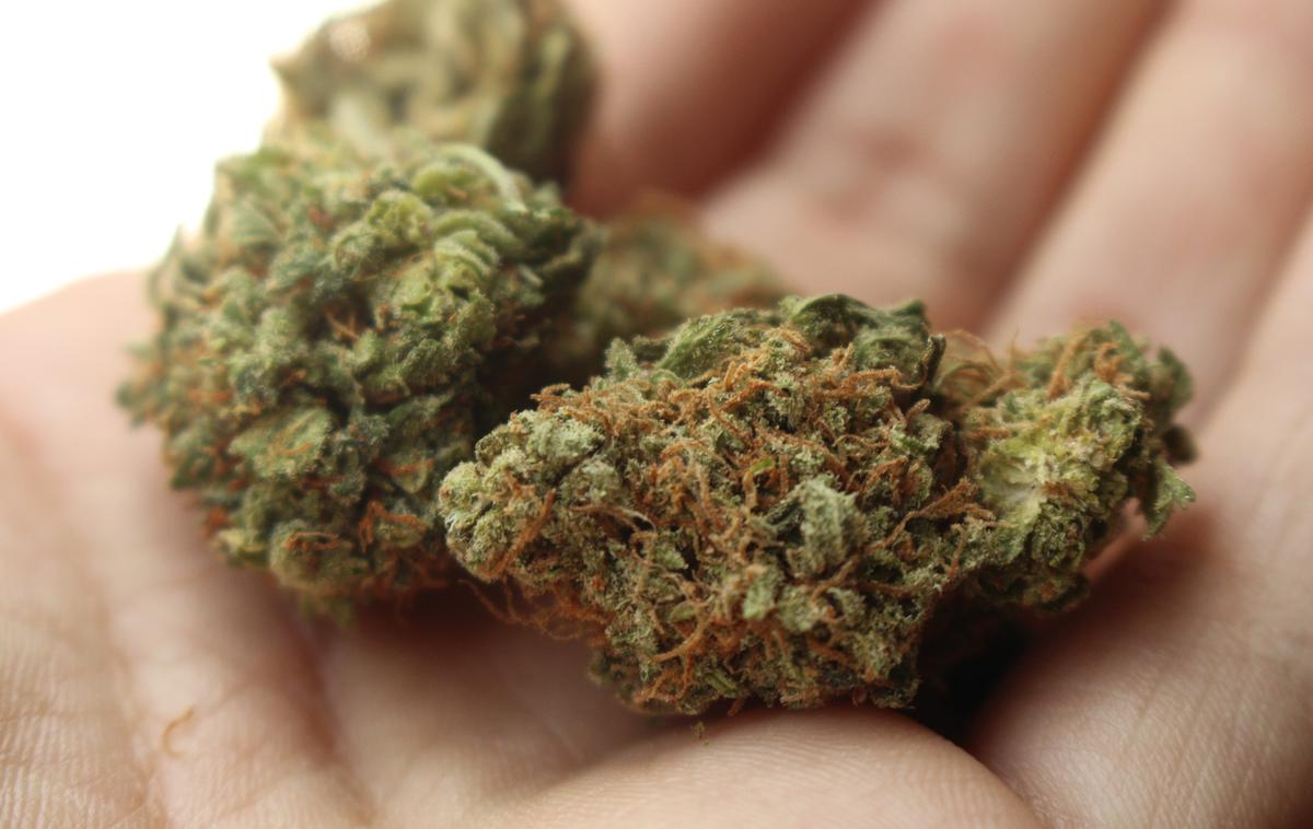 marihuana, kanabis | Fotografija je simbolična. | Foto Pixabay