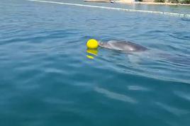 Hrvaška: Delfin Oliver se igra z otroki, prizori obnoreli splet #video