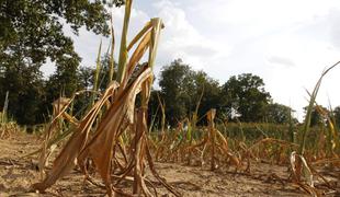 Evropa pred 15 leti: V vročinskem valu umrlo 70 tisoč ljudi