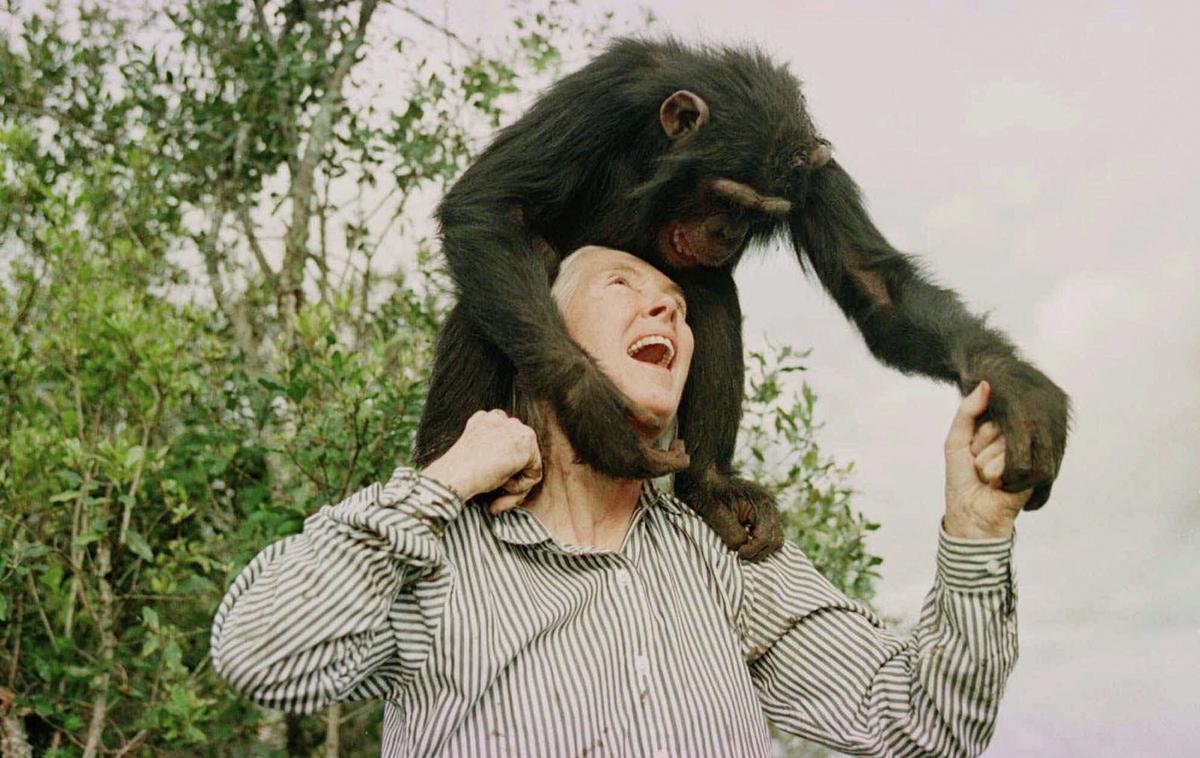 Jane Goodall | Jane Goodall, oblečena v svojo klasično srajco z ovratnikom in kratke hlače, z daljnogledom v roki, je spremenila človeško razumevanje šimpanzov.  | Foto Guliverimage