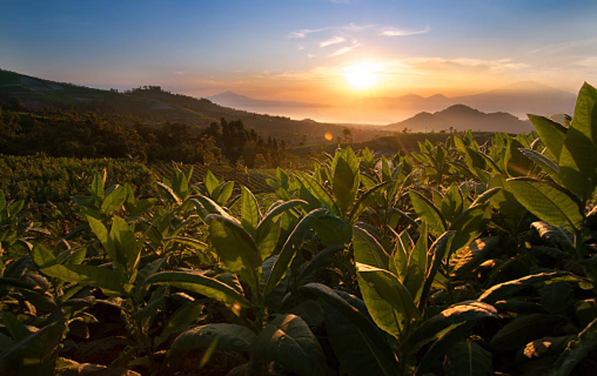 tobak | Polje tobakovca v Indoneziji. | Foto Getty Images