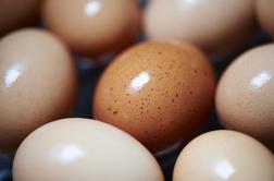 Danes je – svetovni dan jajc!