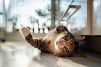 Mačke bi lahko pomagale zdraviti človeškega raka