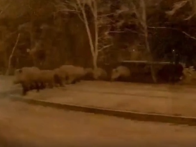 V Podutiku posneli čredo divjih svinj #video