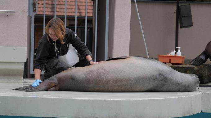 Obeležitev mednarodnega dneva oskrbnikov v ZOO Ljubljana | Foto: STA