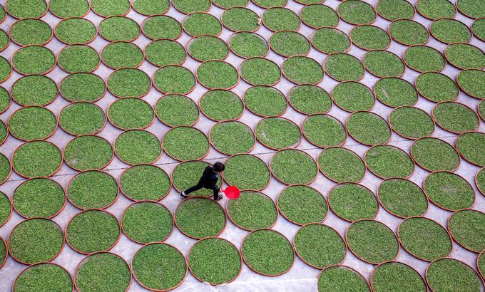 Panoramski pogled na sušilnico čajnih listov v provinci Fujian na Kitajskem | Foto: Reuters
