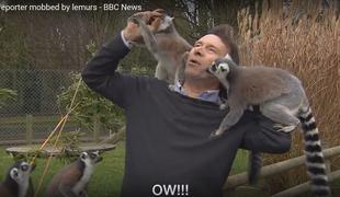 Ko lemurji napadejo novinarja #video