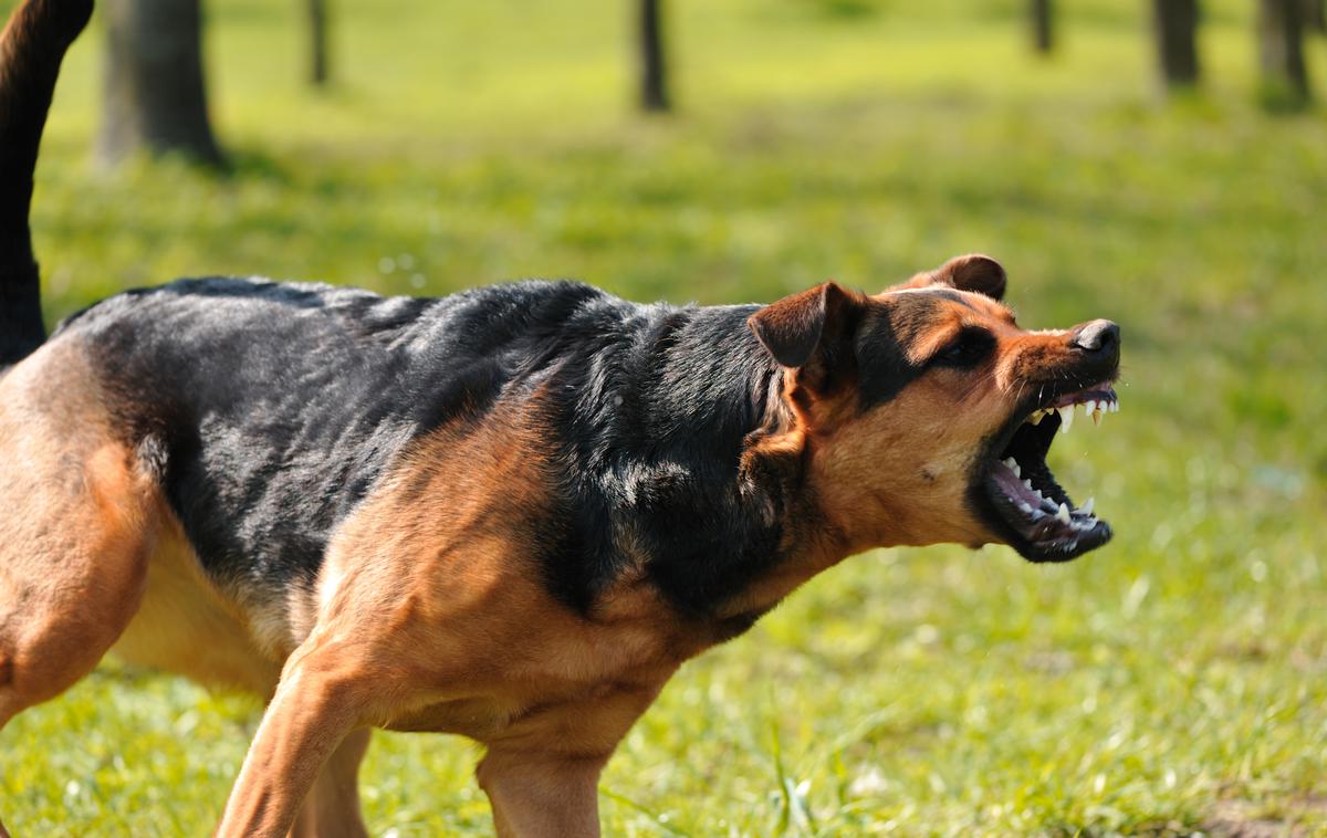 Pes | Pes je poklal osem ovac. Fotografija je simbolična.  | Foto Shutterstock