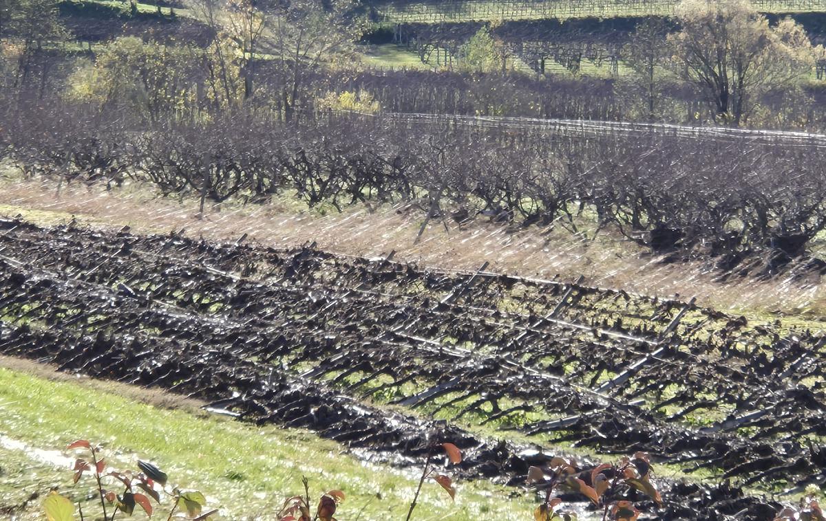 uničen vinograd, Neblo | Kako bo država lahko pomagala vinogradnikom, še ni znano. Mogoče bo to pomoč za sanacijo kmetijskih površin ali celo oprostitev plačila najemnine za poškodovane kmetijske površine, je pojasnila kmetijska ministrica Mateja Čalušić. | Foto STA