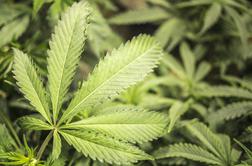 Pomembna novica za podpornike legalizacije marihuane