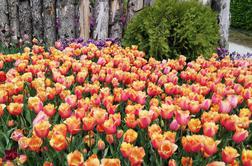 Razstava cvetja in tulipanov v Arboretumu Volčji Potok letos nekoliko drugačna