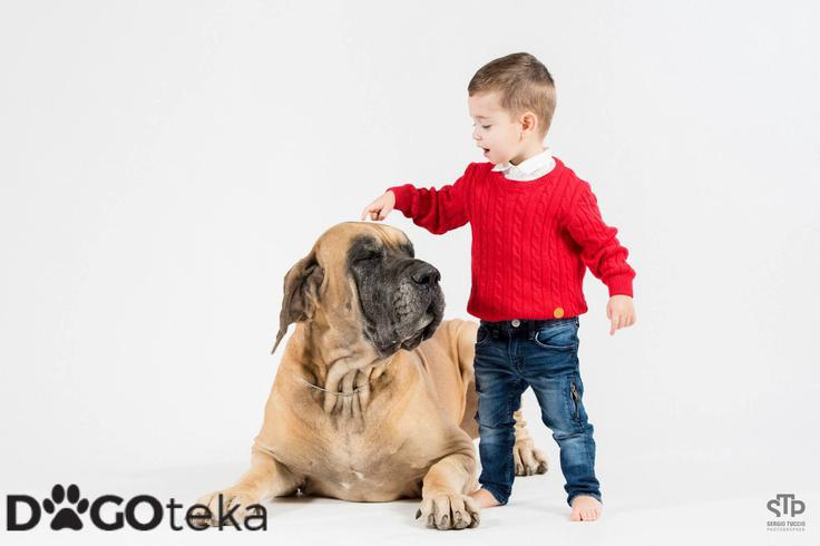 Dogoteka, novo 7 | Foto: 