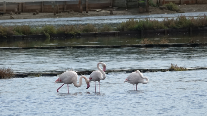 Flamingi radovedno opazujejo pokrajino.  | Foto: Marija Dejanović