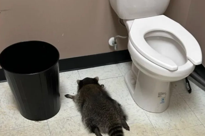 Rakun | Rakun se je po nekaj urah streznil in izpustili so ga nazaj v divjino.  | Foto X/@PopCrave