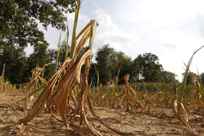 Kmetom po vsem svetu je tisto leto zelo nestanovitno vreme uničilo pridelek. Na Kitajskem je lakota zaradi posušenih riževih polj v letih po Tambori pomorila milijone ljudi. | Foto: Reuters