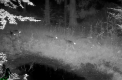Skrivnostni posnetek, ki razkriva nočno življenje divjih zveri #video