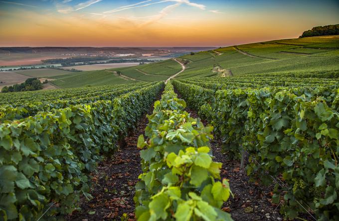 Šampanja v Franciji, od koder prihajajo najbolj znana peneča vina na svetu. | Foto: Getty Images