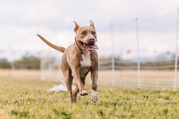 Ameriški pit bull terier, pasma, pes | Slika je simbolična. | Foto Shutterstock