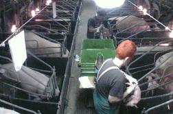 Novi pretresljivi posnetki s slovenske farme #video