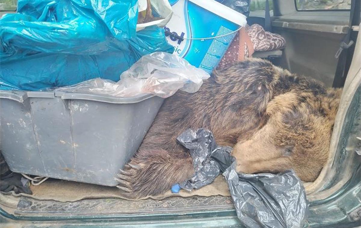 medved, ustreljen, Hrvaška | Poleg srnjaka so cariniki našli ustreljenega rjavega medveda.  | Foto Finančna uprava Republike Hrvaške, Carinska uprava