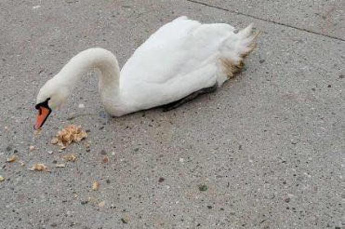 labodka Oli | Foto Golden Eye Wildlife Institute