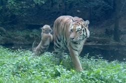 Male tigrice v ZOO Ljubljana ne dajo mami niti trenutka miru #video