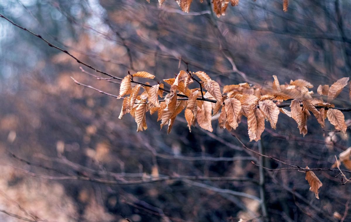 jesen, jesensko vreme, jesensko listje | Foto Shutterstock