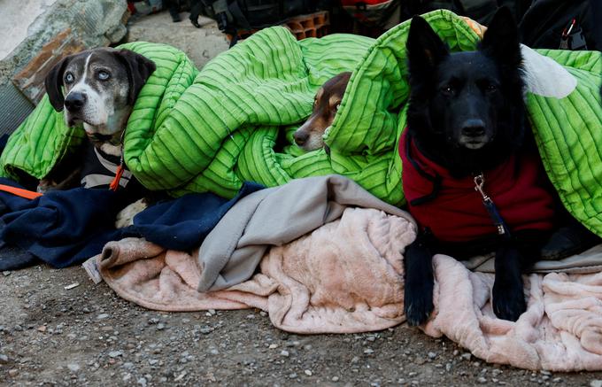 Reševalni psi nemške mednarodne ekipe za iskanje in reševanje (ISAR), pokriti z odejami, počivajo med iskalnimi in reševalnimi operacijami po katastrofalnem potresu v Kirikhanu v Turčiji.  | Foto: Reuters