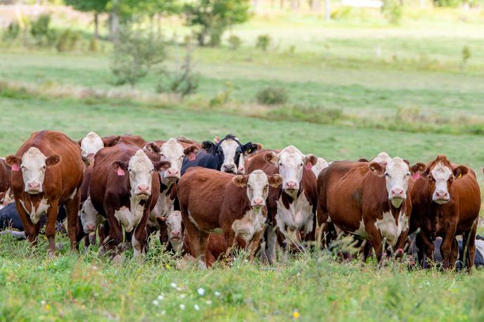 krave | Irska vlada bo kmetom ponudila prostovoljne, finančno privlačne možnosti. | Foto Getty Images