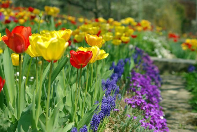 tulipani | Foto: Thinkstock