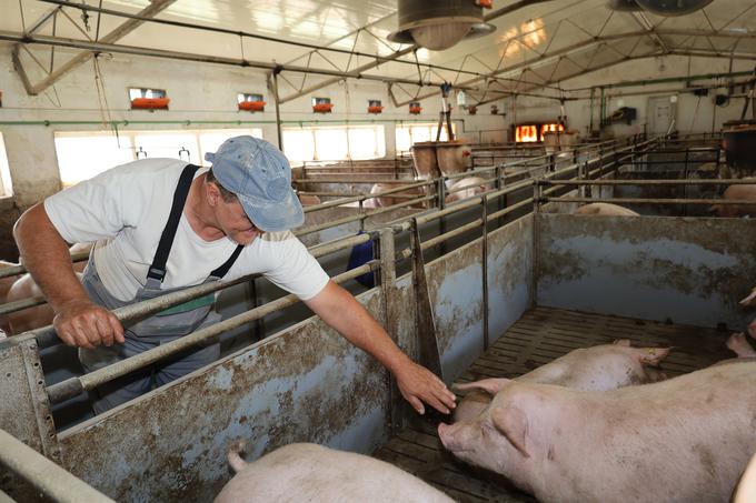 "Pri govejem in perutninskem mesu dosegamo samooskrbo, medtem ko je pri svinjskem mesu samooskrba manj kot 40-odstotna, kar se kaže tudi na policah trgovcev." | Foto: Farme Ihan