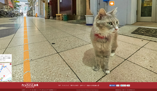 Oglejte si japonsko mesto iz mačje perspektive in spoznajte mačje domačinke