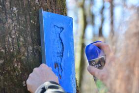 Novost na Goričkem: označenih dreves se ne bodo dotikali