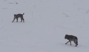 Srečanje volka in risa znak vrnitve divjih živali v Evropo (video)